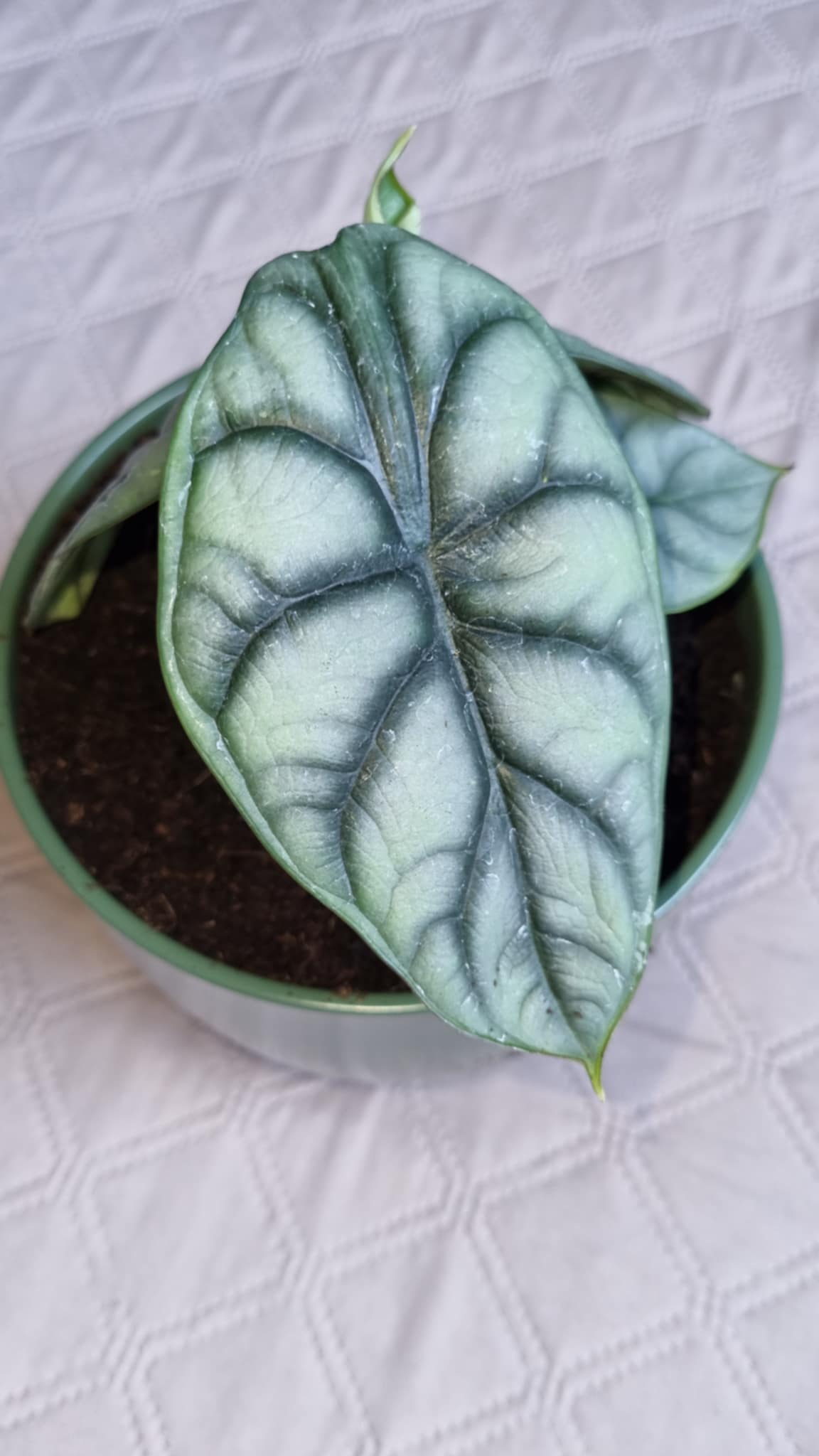 Silver Dragon Alocasia